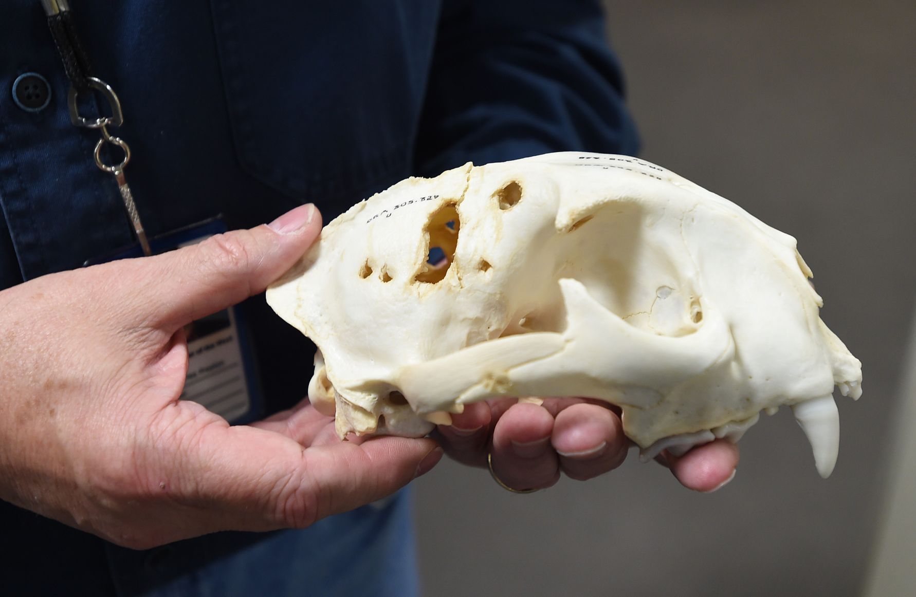 Museum mountain lion skull
